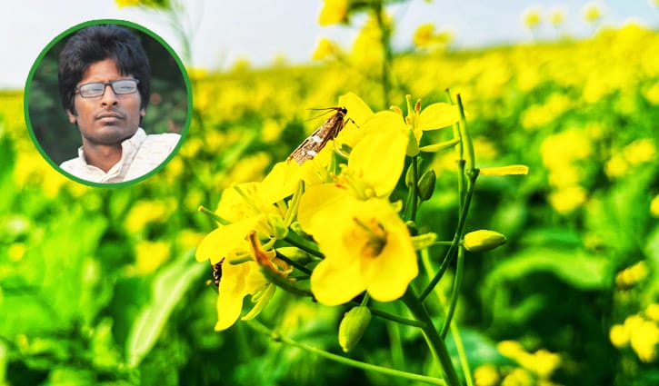 আলাউদ্দিন হোসেনের সরিষা ফুল নিয়ে কবিতা