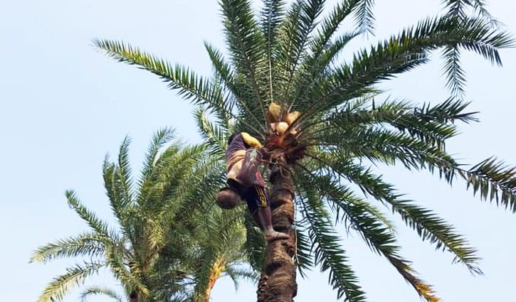 শীতকালেই কেন খেজুর গাছের রস? 