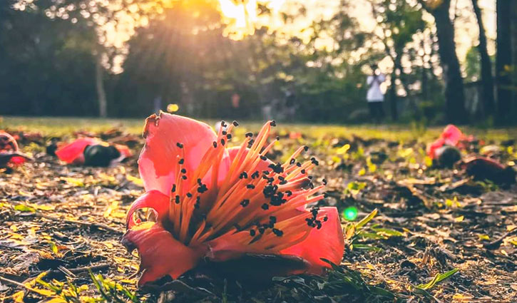 বসন্তের সুবাস বইছে নিটারে