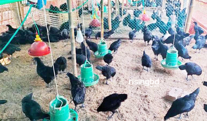 কালো মুরগিতে শাহানাজের মাসে আয় অর্ধলাখ টাকা কালো মুরগিতে শাহানাজের মাসে আয় অর্ধলাখ টাকা