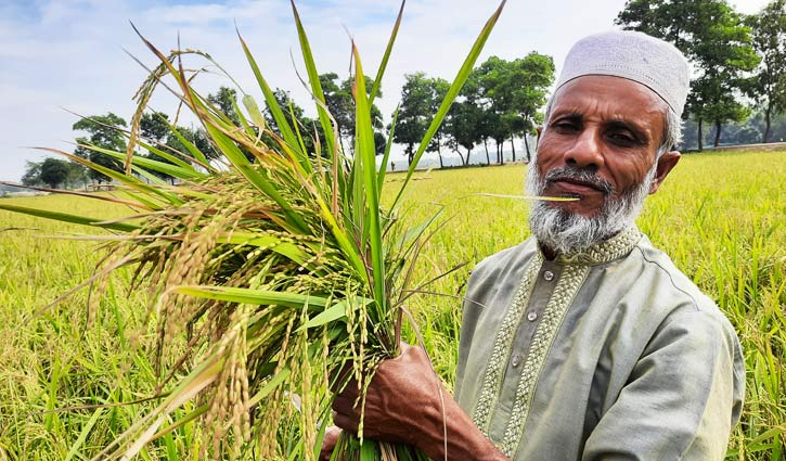 হবিগঞ্জে আমনের বাম্পার ফলন, বাড়ি বাড়ি পিঠা উৎসব  