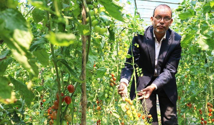 ইউটিউব দেখে চেরি টমেটো চাষে সফল মাসুদ রানা