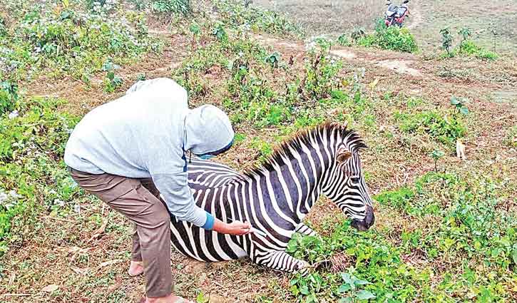 বঙ্গবন্ধু সাফারি পার্কে একদিনে দুই জেব্রার মৃত্যু