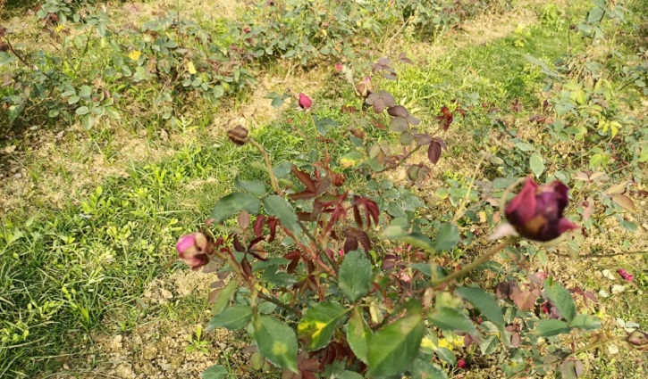 ‘গোলাপ গ্রামে’ অজানা রোগের হানা, চাষিদের হাহাকার