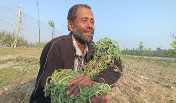 Helpless farmer crying as his 10000 watermelon plants uprooted