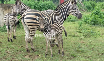 Probe body formed over deaths of 9 zebras