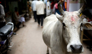 Why deadly cow attacks are an issue in Indian state election