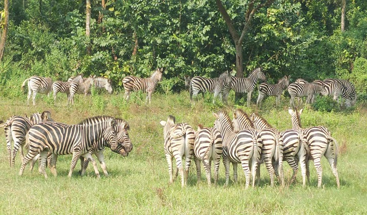 Mystery unearthed behind death of nine zebras in Safari Park