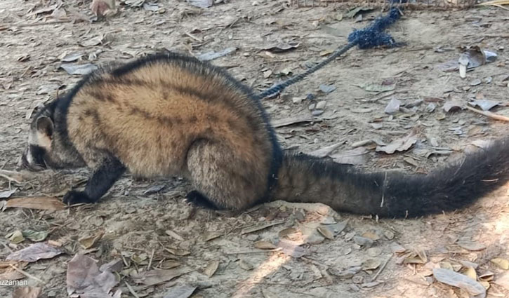 অবশেষে বনে ফিরে গেলো বিরল প্রজাতির গন্ধগোকুল 