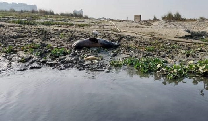 তুরাগে ফের মিললো মৃত ডলফিন