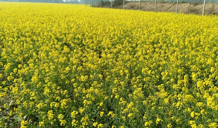 সরিষার বাম্পার ফলন, কৃষকের মুখে হাসি