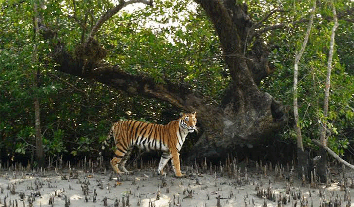 বিশ্ব বাঘ দিবসে বাগেরহাটে নেই কোনো কর্মসূচি  