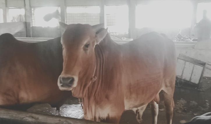 গরু ফেরত, বিপাকে ব্যবসায়ীরা গরু ফেরত, বিপাকে ব্যবসায়ীরা