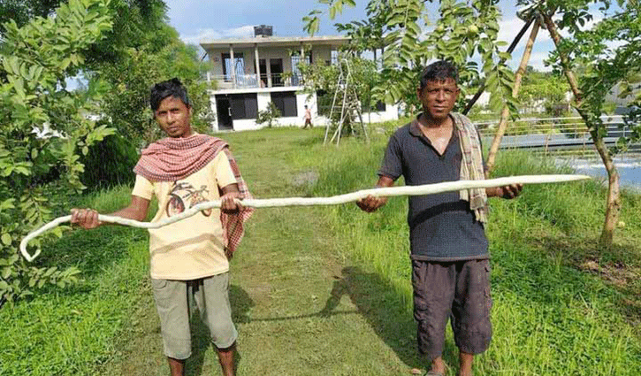 ১০ ফুট লম্বা চিচিঙ্গা ১০ ফুট লম্বা চিচিঙ্গা