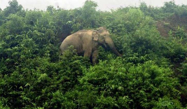 বুনো হাতির অভয়ারণ্যে রোহিঙ্গা বসতি!