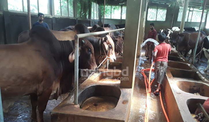 মৌলভীবাজারে কোরবানির জন্য প্রস্তুত ৬৮ হাজার পশু মৌলভীবাজারে কোরবানির জন্য প্রস্তুত ৬৮ হাজার পশু