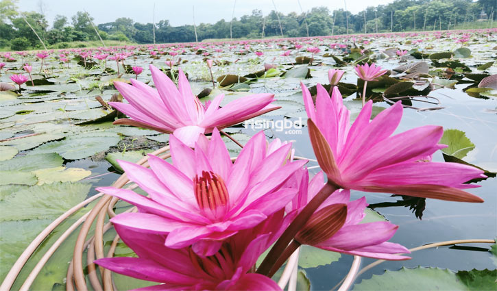 নীলের পাড়ায় শাপলার মেলা