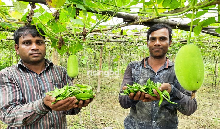 গ্রীষ্মকালীন শিম চাষে সফল দুই ভাই গ্রীষ্মকালীন শিম চাষে সফল দুই ভাই