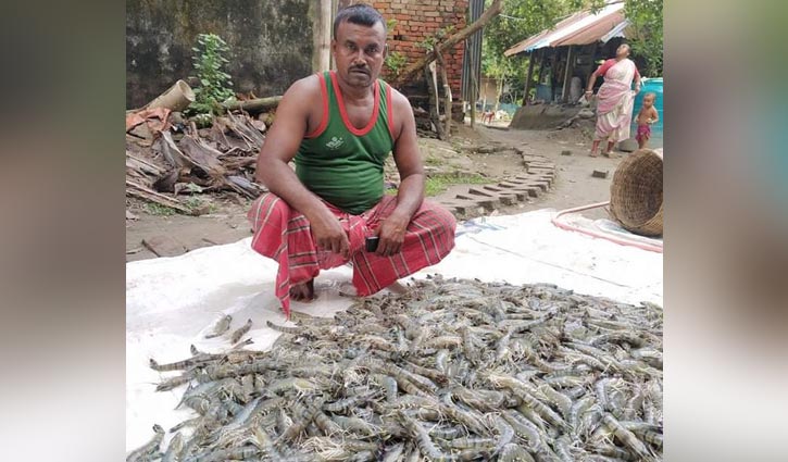 বাগদা চাষে ৪ মাসেই লাভ ৫ লাখ টাকা