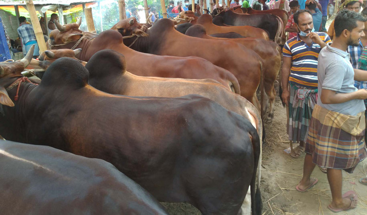 অনলাইনে গরুর হাট সম্পর্কে ধারণা না থাকায় বাড়ছে দুশ্চিন্তা