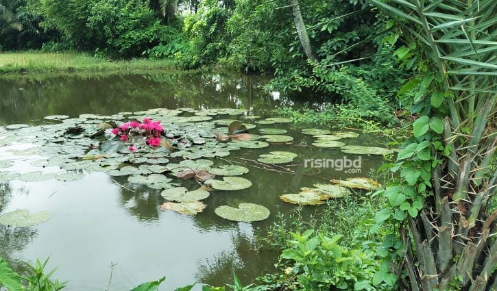 পথচারীর মন কাড়ে চোখ জুড়ানো লাল পদ্ম পথচারীর মন কাড়ে চোখ জুড়ানো লাল পদ্ম