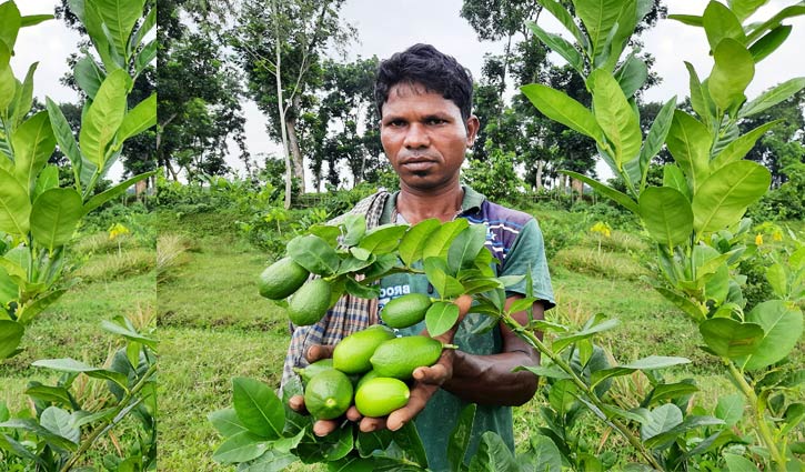 সবজিতে আসছে অর্থ, ক্ষেতের ঘাসে গরু পালন