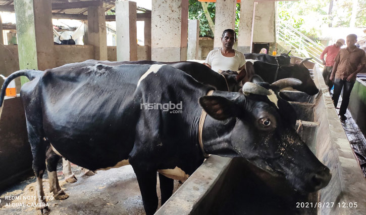 দুধ যে গ্রামের প্রধান আয়ের উৎস