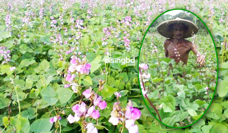 ১৮০ হেক্টর জমিতে শিম চাষ, বাম্পার ফলনের আশা