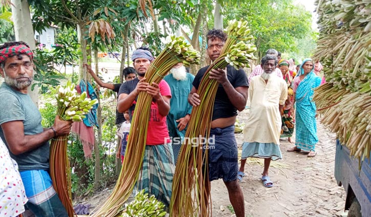 শাপলা কুড়িয়ে তাদের প্রতিদিন আয় হাজার টাকা