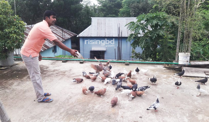 শখের কবুতরে হচ্ছে আয়, মিটছে প্রোটিন চাহিদা 