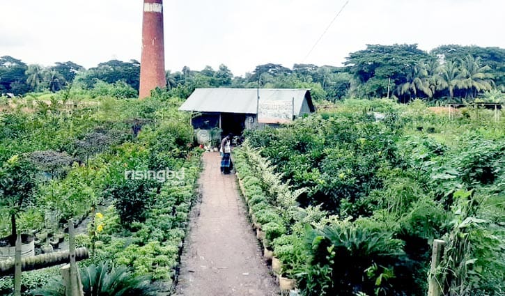 ইটভাটায় কোটি টাকার ফুলের সৌরভ ইটভাটায় কোটি টাকার ফুলের সৌরভ