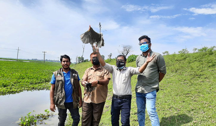 হবিগঞ্জে পাখি শিকার বন্ধে অভিযান অব্যাহত, টিয়া-ডাহুক অবমুক্ত