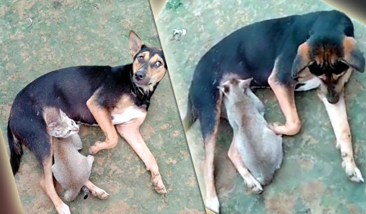কুকুরের মাতৃস্নেহে বিড়াল ছানার বেঁচে থাকা কুকুরের মাতৃস্নেহে বিড়াল ছানার বেঁচে থাকা