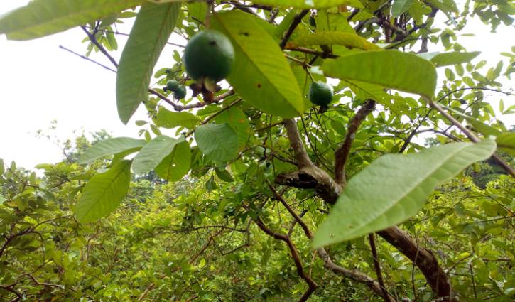 করোনায় পেয়ারা চাষিরা মহাবিপদে করোনায় পেয়ারা চাষিরা মহাবিপদে