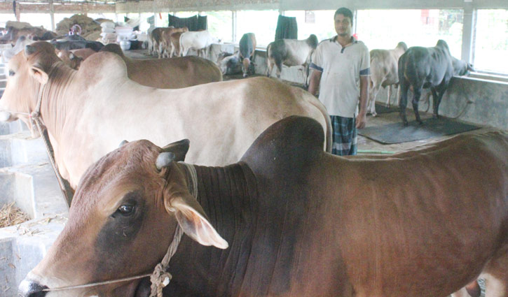 কোরবানির হাট: কুষ্টিয়ায় ৩৫ ভাগ পশু বিক্রি কোরবানির হাট: কুষ্টিয়ায় ৩৫ ভাগ পশু বিক্রি