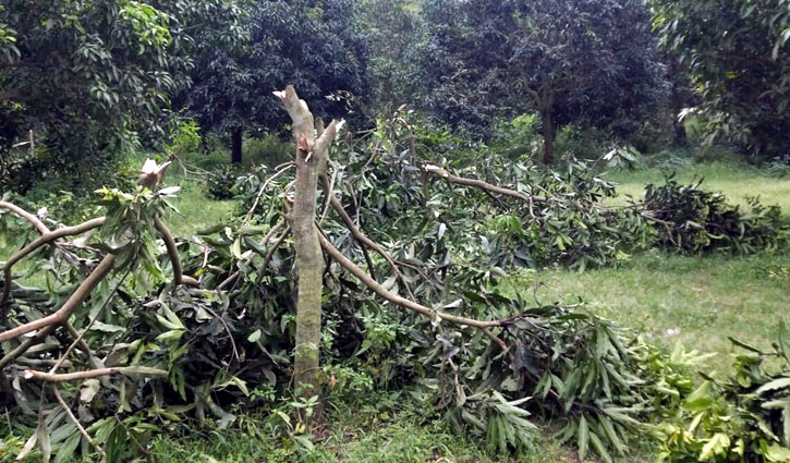 প্রতিহিংসার কুড়ালে আমবাগান কেটে সাফ!