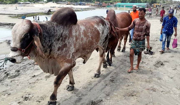 মিয়ানমার থেকে পশু আমদানি নিষিদ্ধ, অনলাইনে হচ্ছে হাট