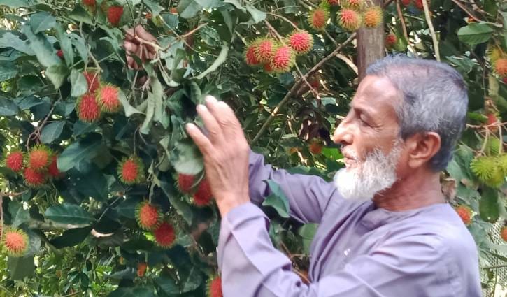 রামবুটান চাষ করে লাভবান পল্লী চিকিৎসক উসমান গণি রামবুটান চাষ করে লাভবান পল্লী চিকিৎসক উসমান গণি