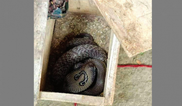 পাখির খাঁচায় আটক বিষধর গোখরা সাপ পাখির খাঁচায় আটক বিষধর গোখরা সাপ