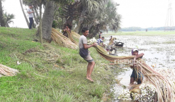 বিলের শাপলায় দারিদ্র্য জয়
