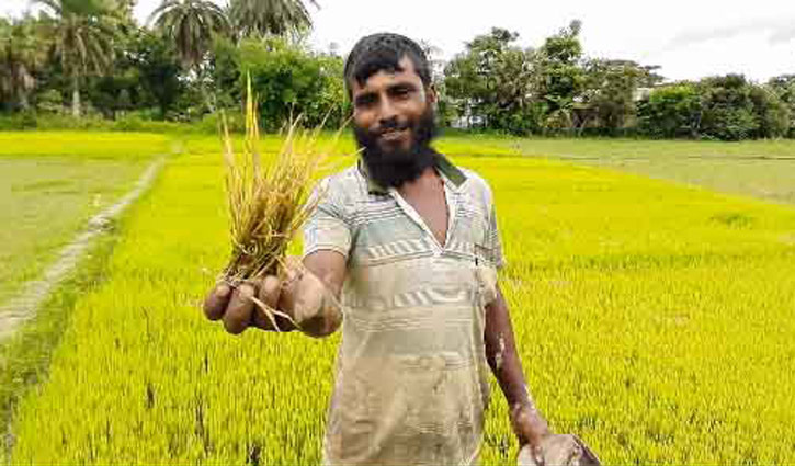 বীজতলায় পচন, শঙ্কিত গাজীপুরের কৃষক