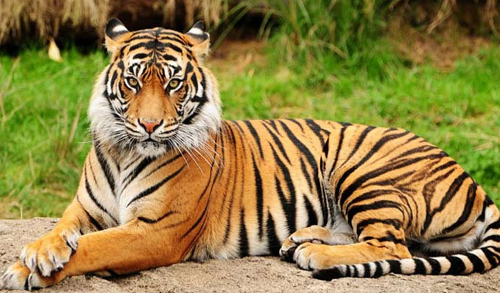 সুন্দরবনে শুরু হচ্ছে বাঘ শুমারি