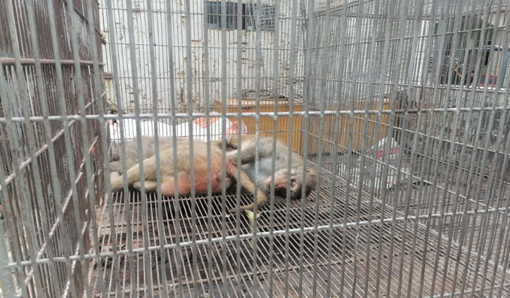 বঙ্গভ্যাক্স টিকা পরীক্ষার জন্য বানর ধরতে গিয়ে ৫ জন লাঞ্ছিত