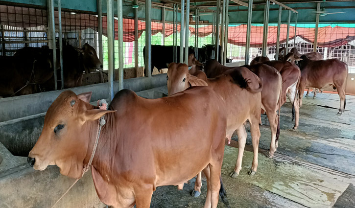 ৫৬ হাজার পশু প্রস্তুত, বিক্রি নিয়ে শঙ্কায় খামারিরা ৫৬ হাজার পশু প্রস্তুত, বিক্রি নিয়ে শঙ্কায় খামারিরা
