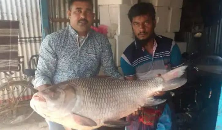 পদ্মায় মিললো সাড়ে ২৫ কেজির কাতল, বিক্রি ৪৪২০০ টাকায় পদ্মায় মিললো সাড়ে ২৫ কেজির কাতল, বিক্রি ৪৪২০০ টাকায়