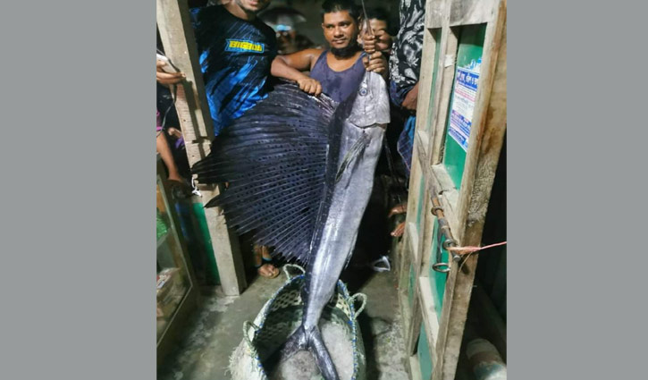 মেঘনায় ধরা পড়লো ২২ কেজির ‘পাখি মাছ’ মেঘনায় ধরা পড়লো ২২ কেজির ‘পাখি মাছ’