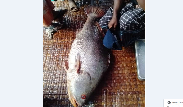 জেলের জালে ২৮ কেজির ভোল মাছ, বিক্রি পৌনে ৫ লাখ টাকায় জেলের জালে ২৮ কেজির ভোল মাছ, বিক্রি পৌনে ৫ লাখ টাকায়