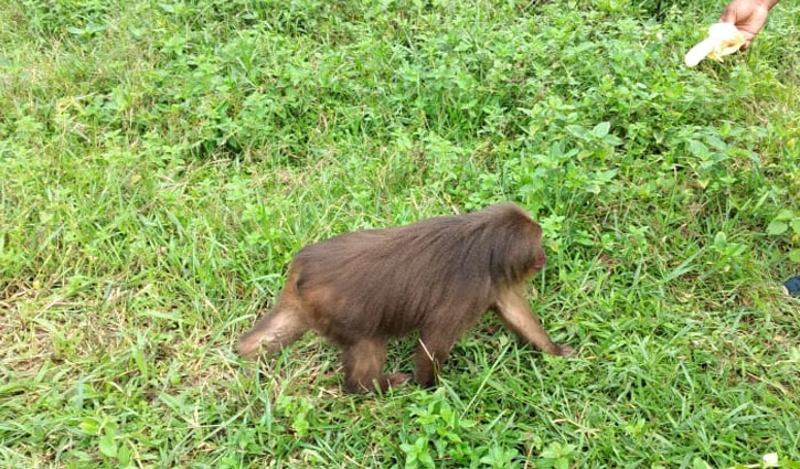 বঙ্গবন্ধু সাফারি পার্কে দেশের একমাত্র ম্যাকাকটি 