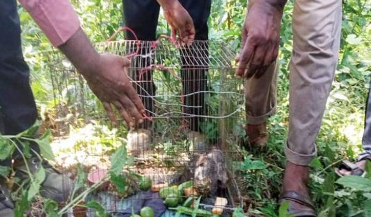 বিরল প্রজাতির ৪টি উড়ন্ত কাঠবিড়ালি জঙ্গলে অবমুক্ত