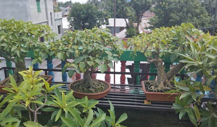 মাত্র ১০০ টাকার বনসাই এখন কোটি টাকার সম্পদ